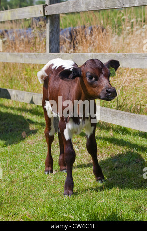 Gloucester Rinder (Bos Taurus). Kalb. Tage alt. Stockfoto