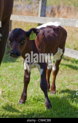 Gloucester Rinder (Bos Taurus). Kalb. Neu geboren. Stockfoto