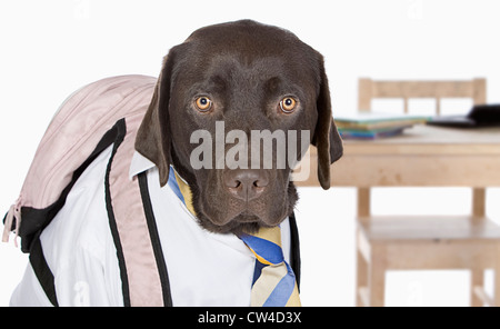 Junge Chocolate Labrador wieder zur Schule gehen Stockfoto