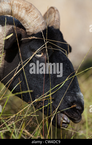 Norfolk Horn Schafe (Ovis Aries). Seltene Rasse. Schaf Weiden. Lessingham, Norfolk. Stockfoto