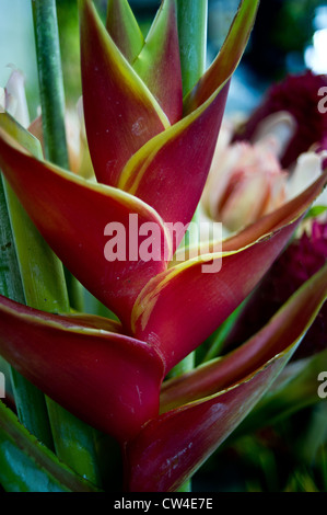 Heliconia Stockfoto