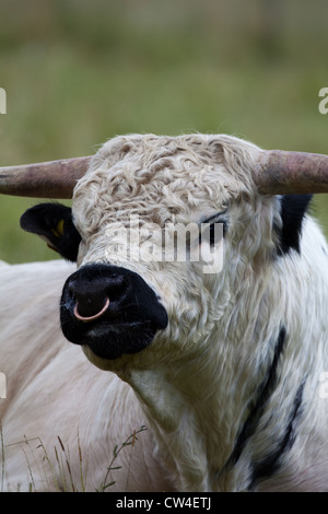 White Park Rind (Bos Taurus). Bull. Seltene Rasse. Stockfoto