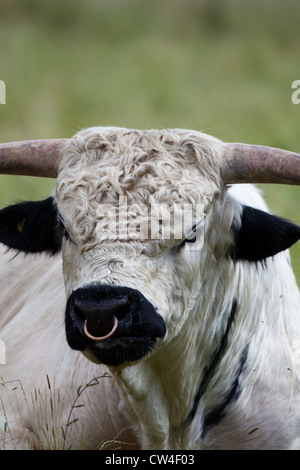 White Park Cattle (Bos taurus). Bull. Stockfoto