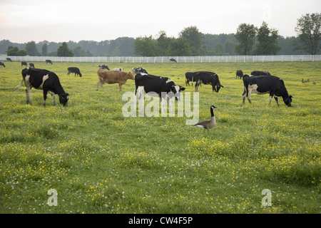 Weißen Lattenzaun und weidenden Kühen mit Gänsen Wandern im grünen Rasen außerhalb der Siedlung Jamestown, Virginia Stockfoto