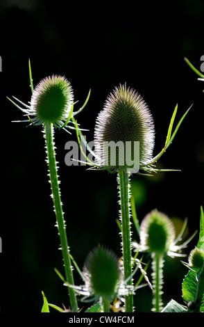 Hinterleuchtete gemeinsame Karde Samenköpfe mit Blume Stockfoto