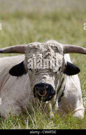 White Park Rind (Bos Taurus). Bull. Seltene Rasse. Stockfoto