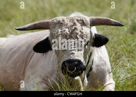 White Park Cattle (Bos taurus). Bull. Alte und seltene Rasse. Stockfoto