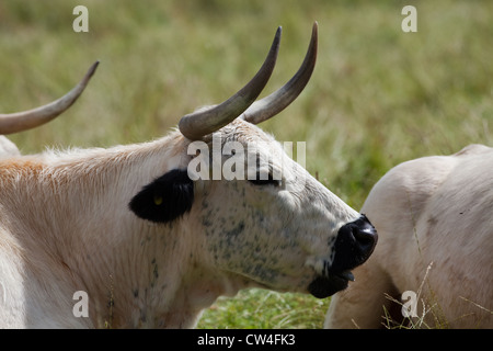 White Park Rind (Bos Taurus). Kuh. Alte und seltene Rasse. Stockfoto