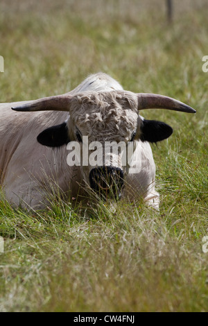 White Park Rind (Bos Taurus). Bull. Seltene und alte Rasse. Stockfoto