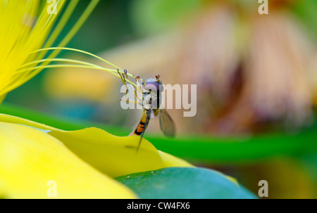 Nahaufnahme von einem typischen Erwachsenen-Schwebfliege (Syrphus) Fütterung aus Nektar und pollen Stockfoto