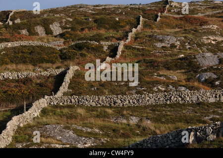 Steinmauern schlängeln sich über die Landschaft Einstellung Boundarys, Carraroe, Conamara, County Galway, Irland Stockfoto