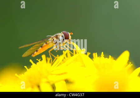 Nahaufnahme von einem typischen Erwachsenen-Schwebfliege (Syrphus) Fütterung aus Nektar und pollen Stockfoto