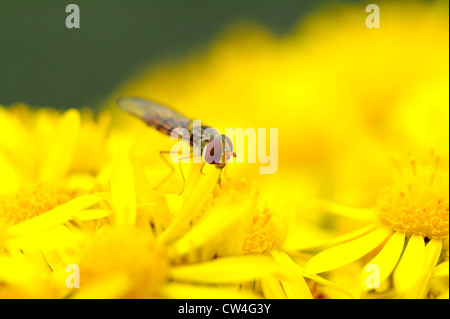 Nahaufnahme von einem typischen Erwachsenen-Schwebfliege (Syrphus) Fütterung aus Nektar und pollen Stockfoto