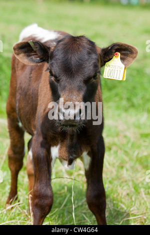 Gloucester Rinder (Bos Taurus). Kalb. Ausgestattet mit DEFRA genehmigte Identifikation ICAR Ohrmarken. Muss innerhalb von sechs Monaten eingebaut werden Stockfoto