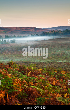 Einen frühen Morgen Blick auf gemeinsame Rockford, im New Forest National Park, im Herbst mit Nebel Stockfoto