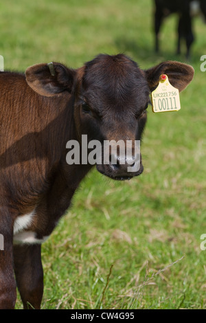 Gloucester Rinder (Bos Taurus). Kalb. Ausgestattet mit DEFRA genehmigte Identifikation ICAR Ohrmarken. Muss innerhalb von sechs Monaten eingebaut werden Stockfoto