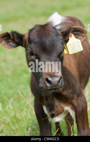 Gloucester Rinder (Bos Taurus). Kalb. Ausgestattet mit DEFRA genehmigte Identifikation ICAR Ohrmarken. Muss innerhalb von sechs Monaten eingebaut werden Stockfoto