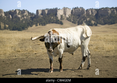 Nahaufnahme von Texas Longhorn neben historischen Fort Robinson, Nebraska Stockfoto