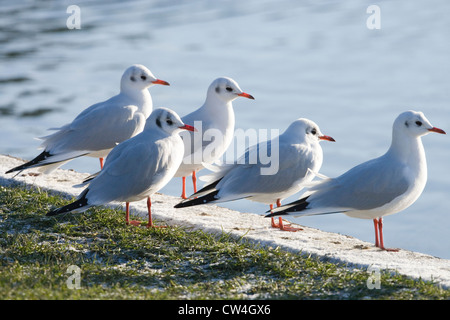 Lachmöwen (Larus Ridibunda). Winterkleid. Dezember. Coltishall Common, Norfolk. Stockfoto