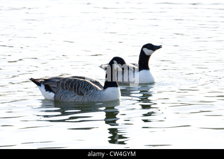 Kanadagans (Branta Canadensis). Paar auf dem Fluss Bure, Coltishall, Norfolk. Stockfoto