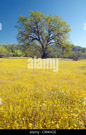 Einsamer Baum und bunter Strauß Frühlingsblumen blühen off Route 58 auf Shell Creek Road, westlich von Bakersfield in Kalifornien Stockfoto