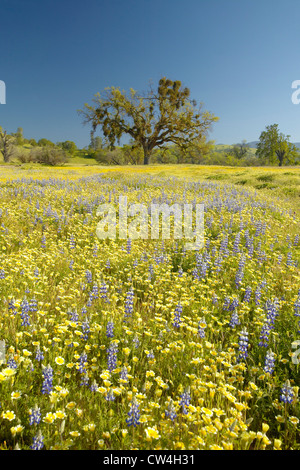 Einsamer Baum und bunter Strauß Frühlingsblumen blühen off Route 58 auf Shell Creek Road, westlich von Bakersfield in Kalifornien Stockfoto