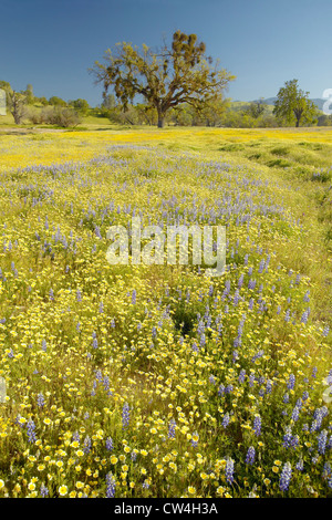 Einsamer Baum und bunter Strauß Frühlingsblumen blühen off Route 58 auf Shell Creek Road, westlich von Bakersfield in Kalifornien Stockfoto