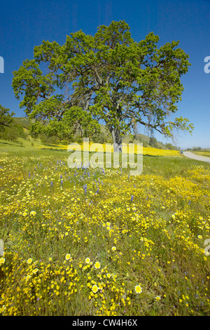 Einsamer Baum und bunter Strauß Frühlingsblumen blühen off Route 58 auf Shell Creek Road, westlich von Bakersfield in Kalifornien Stockfoto