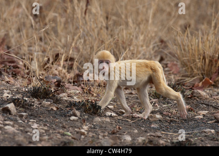 Rhesus-Makaken fast goldenen roaming um in Pench Tiger Reserve / National Park / Heiligtum in Madhya Pradesh, Indien Stockfoto