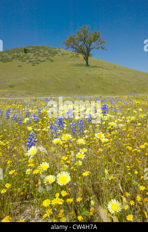 Einsamer Baum und bunter Strauß Frühlingsblumen blühen off Route 58 auf Shell Creek Road, westlich von Bakersfield in Kalifornien Stockfoto