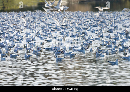 Lachmöwen (Larus Ridibundus). Im Winterkleid. Fluß Bure, Norfolk. Dezember. Winter. Stockfoto