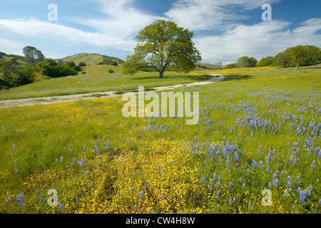 Einsamer Baum und bunter Strauß Frühlingsblumen blühen off Route 58 auf Shell Creek Road, westlich von Bakersfield in Kalifornien Stockfoto