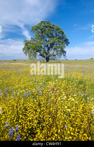 Einsamer Baum und bunter Strauß Frühlingsblumen blühen off Route 58 auf Shell Creek Road, westlich von Bakersfield in Kalifornien Stockfoto