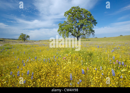 Einsamer Baum und bunter Strauß Frühlingsblumen blühen off Route 58 auf Shell Creek Road, westlich von Bakersfield in Kalifornien Stockfoto