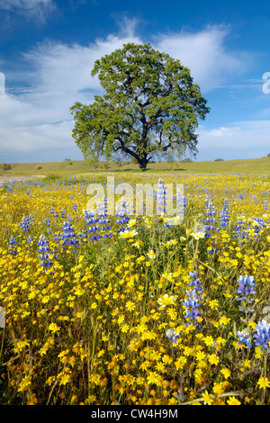 Einsamer Baum und bunter Strauß Frühlingsblumen blühen off Route 58 auf Shell Creek Road, westlich von Bakersfield in Kalifornien Stockfoto