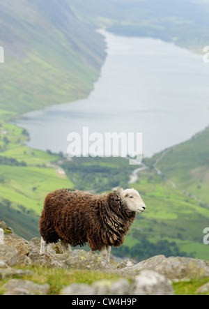 Traditionelle einheimische Herdwick Schafe am großen Giebel im englischen Lake District, mit Wast Wasser im Hintergrund Stockfoto