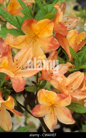 Rhododendron 'Gibraltar', Exbury hybride Rhododendron Azalee Azaleen orange Blume Blumen Garten Pflanzen Pflanzenhybriden Stockfoto