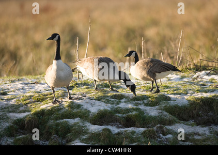 Kanada Gänse Branta canadensis. Versuch, Weiden auf gefrorenen Bank neben Flusses Bure. Dezember, Norfolk Broads. Stockfoto