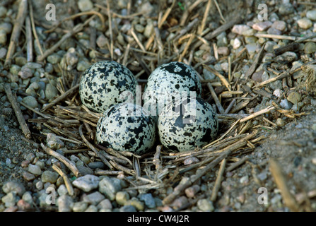 KILLDEER EIERN IM NEST (CHARADRIUS VOCIDERUS) Stockfoto