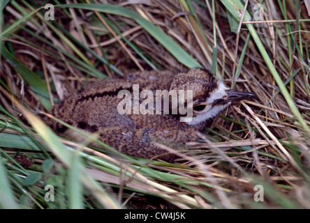 KILLDEER KÜKEN IM NEST (CHARADRIUS VOCIDERUS) Stockfoto