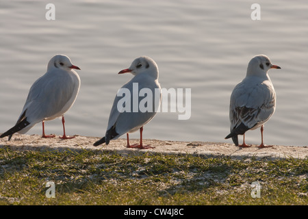 Lachmöwen (Larus Ridibunda). Winterkleid. Auf Kai, River Bure, Coltishall, Norfolk thront. Stockfoto