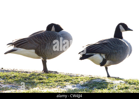 Kanadagans (Branta Canadensis). Paar ruhen auf den Rand des Wassers, Coltishall, River Bure, Norfolk. Stockfoto