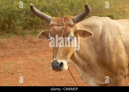 Ochsen mit Löchern und Ring in seine Nase in den Landwirtschaftsgebiet des Valle de Viñales in Zentralkuba Stockfoto