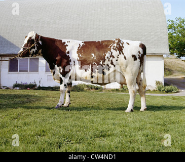 AYRSHIRE KUH / PENNSYLVANIA Stockfoto