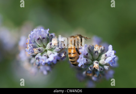 westliche Honigbiene sammeln Pollen aus Lavendelpflanze Stockfoto