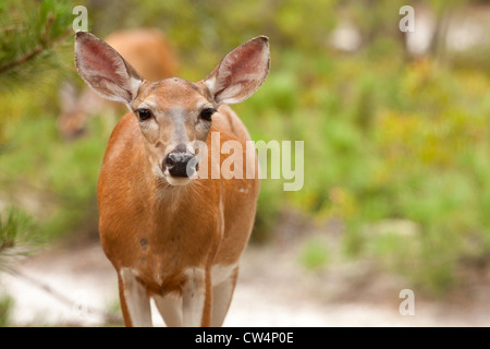 DOE (weiblich) weiße angebundene Rotwild - Odocoileus virginianus Stockfoto