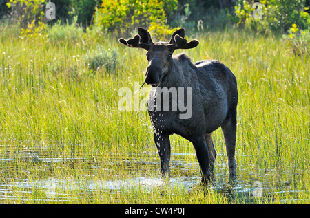 Ein Stier Elch stehend in einer wassergefüllten Wiese Stockfoto