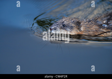 Eine wilde Bisamratte in einer dunklen Lache des Wassers schwimmen. Stockfoto