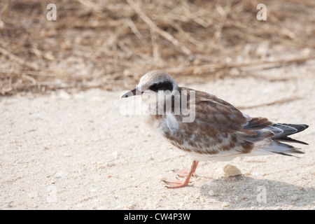 Die Unreife Forster tern - Sterna forsteri Stockfoto