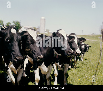 GRUPPE VON HOLSTEINS IN HOF / PENNSYLVANIA Stockfoto